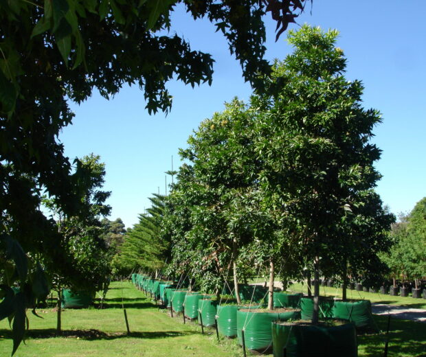 Tree nursery with the largest selection of big trees
