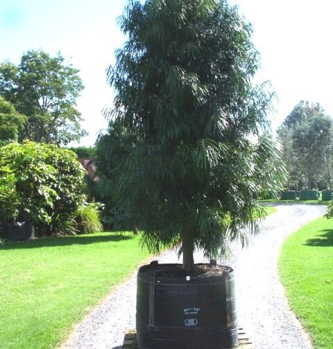 Podocarpus henkelii