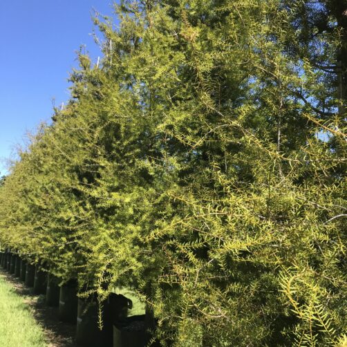 Podocarpus totara