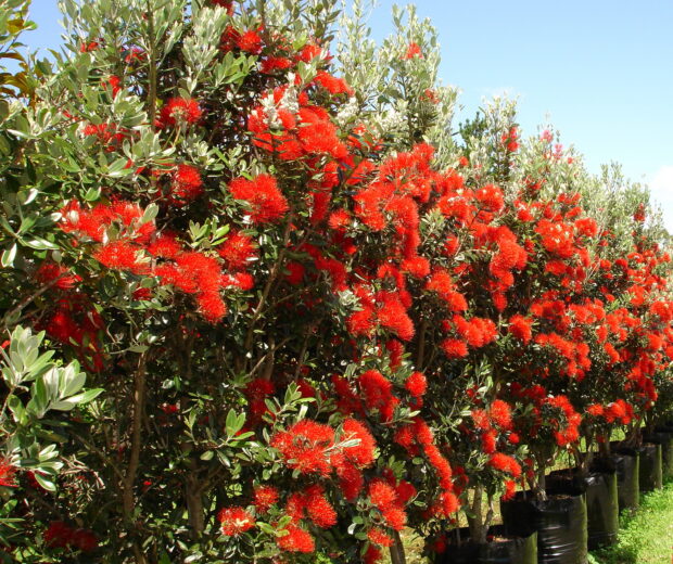 Tree nursery with the largest selection of big trees