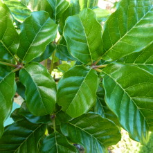 Vitex lucen - Image 2