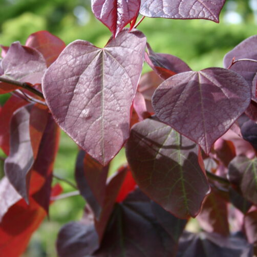 Cercis canadensis Forest Pansy