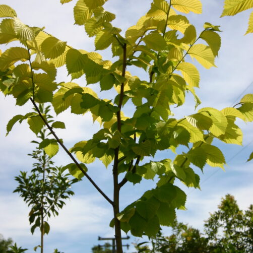 Ulmus glabra lutescens