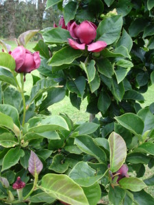 magnolia genie deciduous