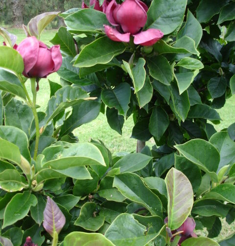 Magnolia Genie
