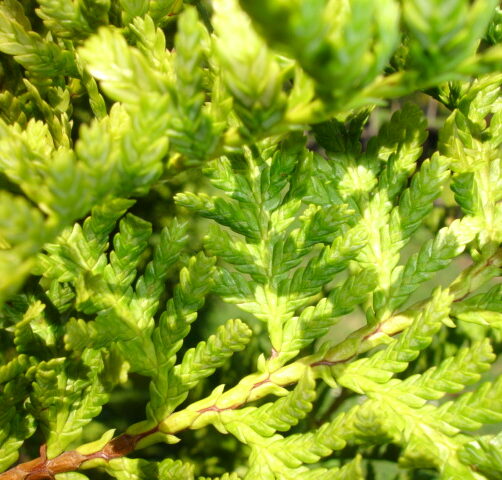 Libocedrus plumosa