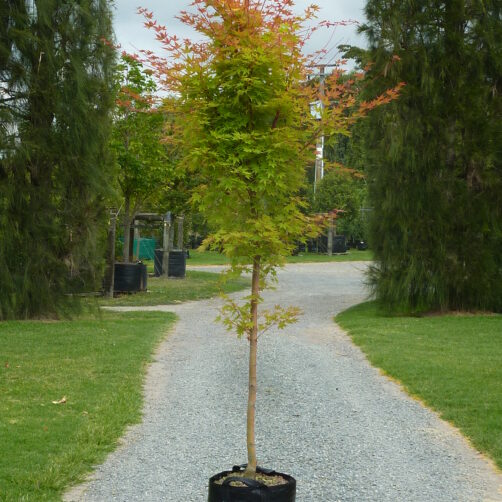 Acer palmatum Senkaki