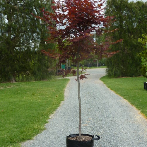 Acer palmatum Bloodgood