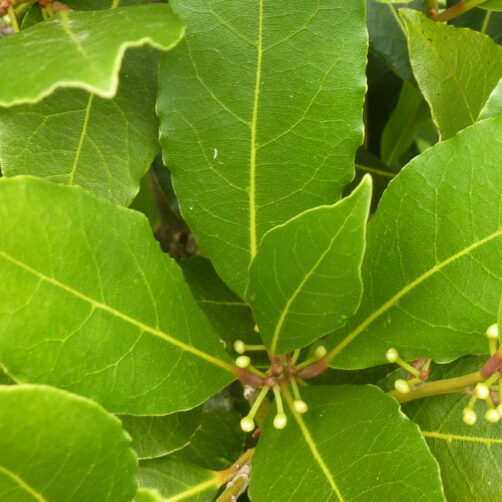 Laurus nobilis