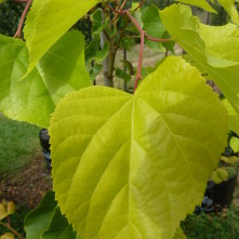 Tilia cordata Spring Glow