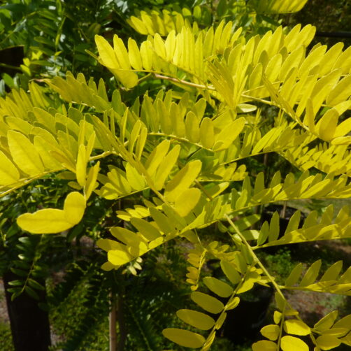 Gleditsia sunburst