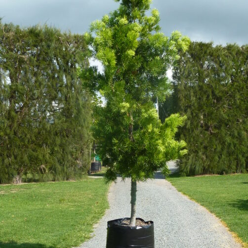 Podocarpus gracillior