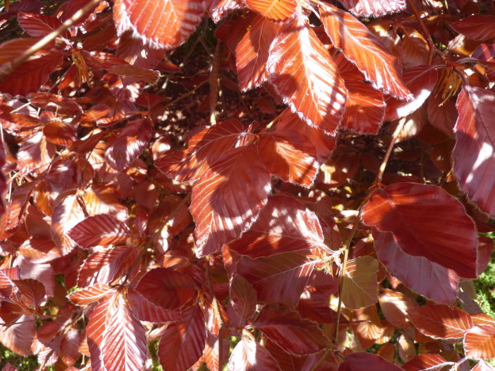 Fagus sylvatica Purpurea Copper beech Tauranga Tree Co