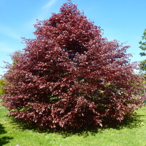 Fagus sylvatica Purpurea