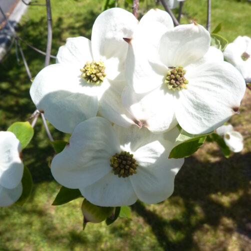 Cornus nuttalii x florida Eddies White Wonder