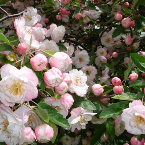 Malus ioensis Plena