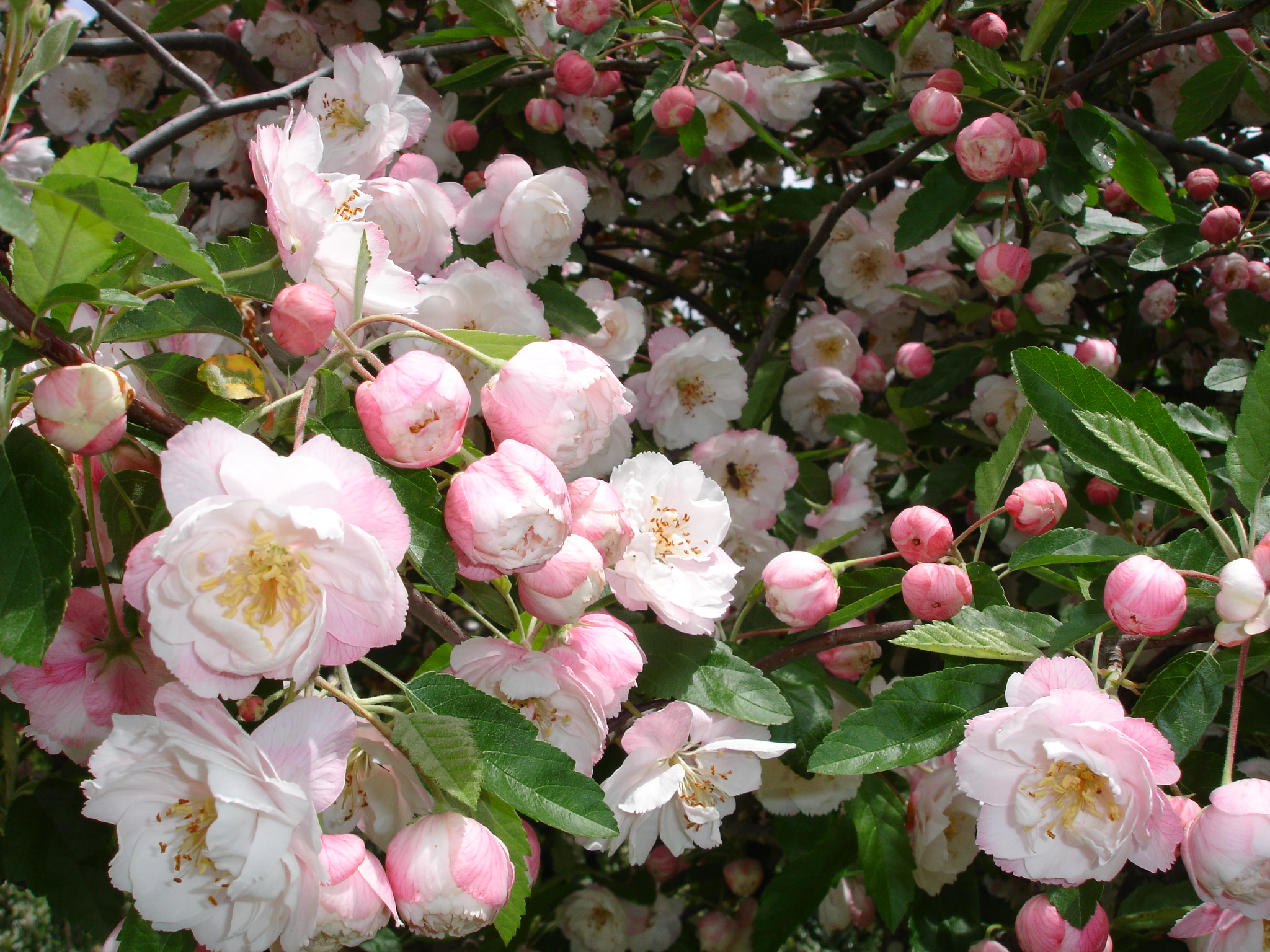 Crab apple blossom. Яблоня спринг Брайд. Яблоня замечательная Malus spectabilis. Яблоня великолепная - Malus spectabilis 'Plena'. Яблоня декоративная спринг Брайд.