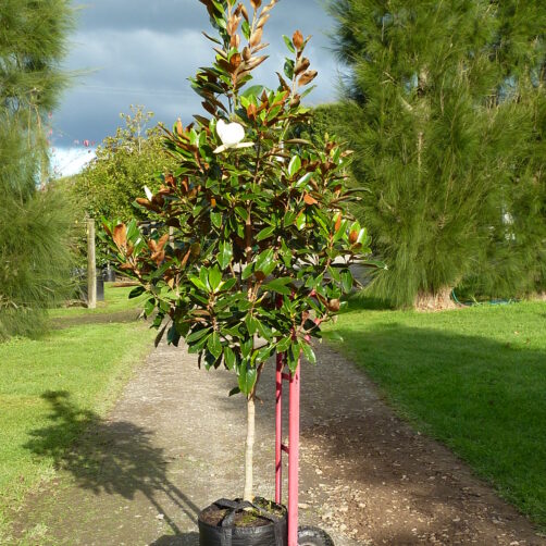 Magnolia grandiflora Little Gem
