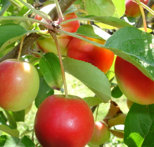 Malus Jack Humm