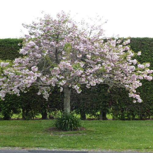 Prunus ‘Shimizu Sakura’ - Moonlight Cherry