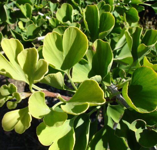 Ginkgo biloba Jade Butterflies