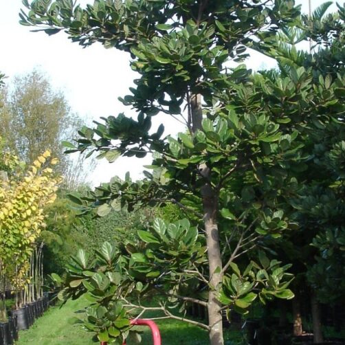 Beilschmiedia taraire