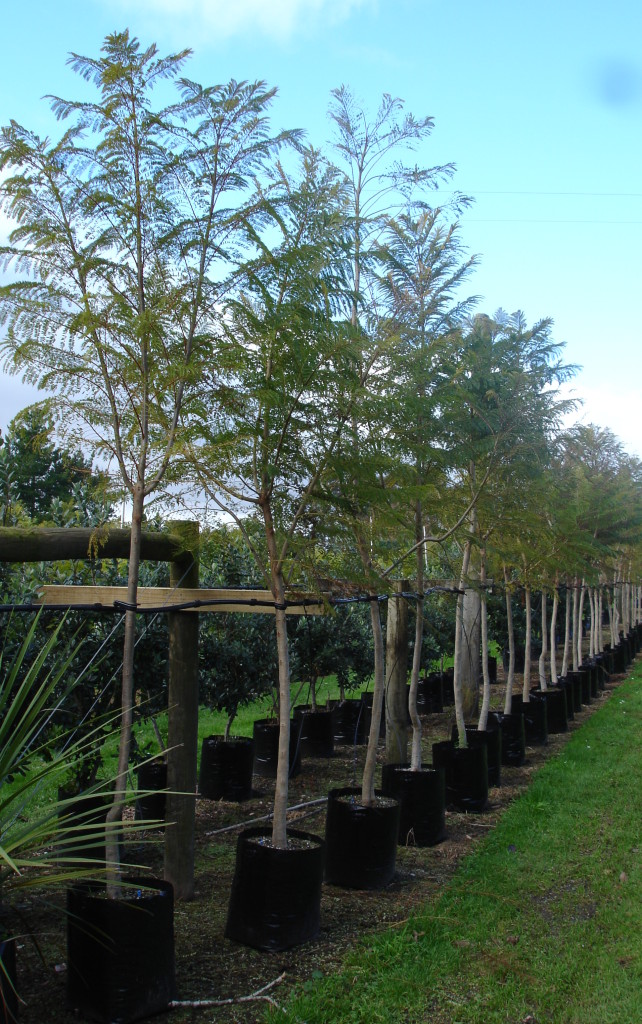 Jacaranda mimosaefolia Jacaranda Tauranga Tree Co