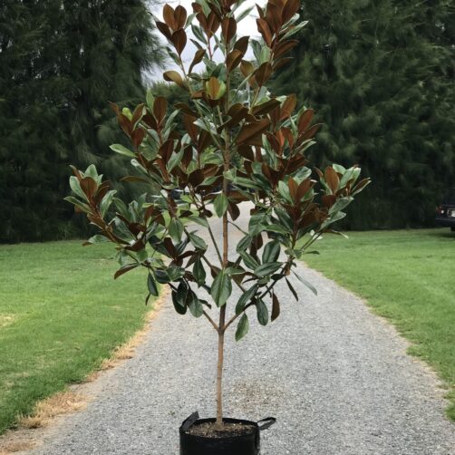 Magnolia grandiflora 'DD Blanchard'