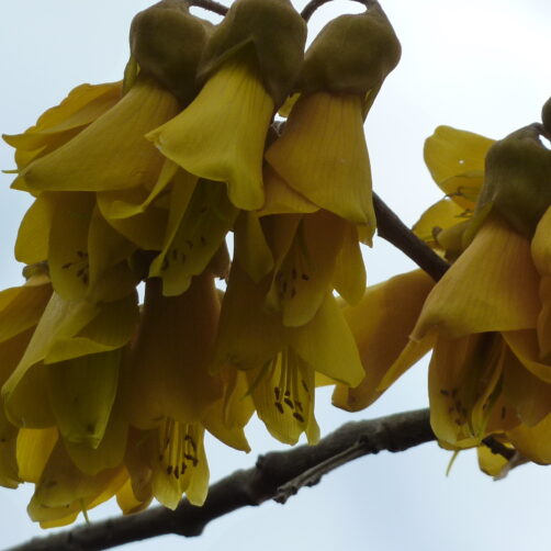 Sophora tetraptera