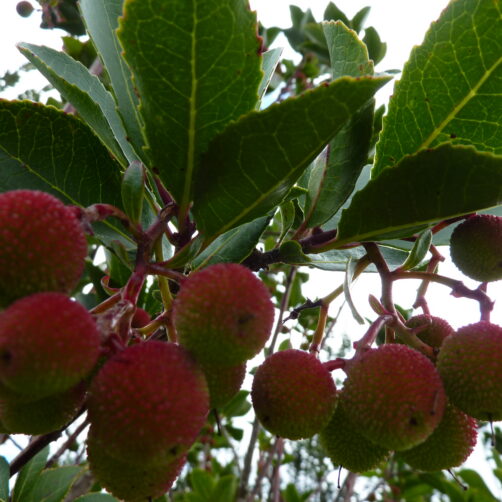 Arbutus unedo