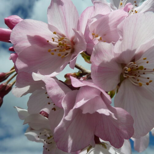 Prunus yedoensis Awanui