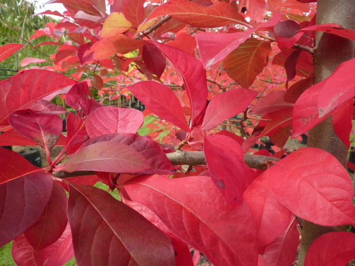 Nyssa sylvatica Tupelo Tauranga Tree Co