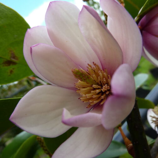 Michelia Fairy Blush