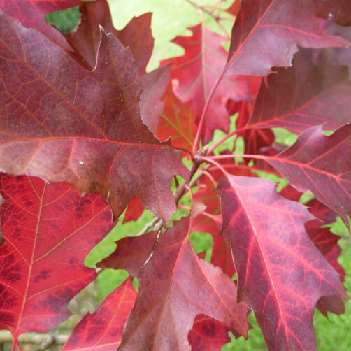Quercus palustris