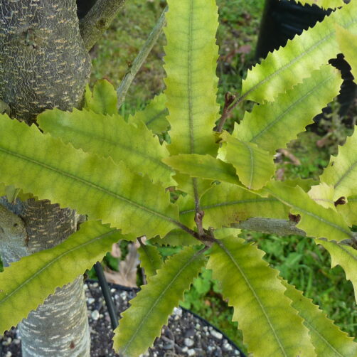 Knightia excelsa