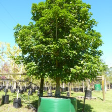 Vitex lucen
