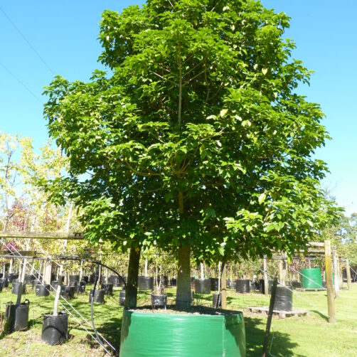 Vitex lucens - Puriri