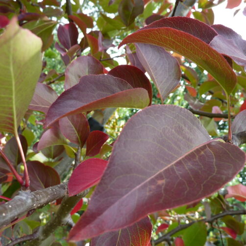 Pyrus calleryana ‘Aristocrat’ - Callery Pear