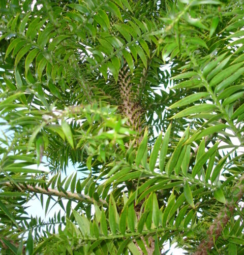 Araucaria bidwillii