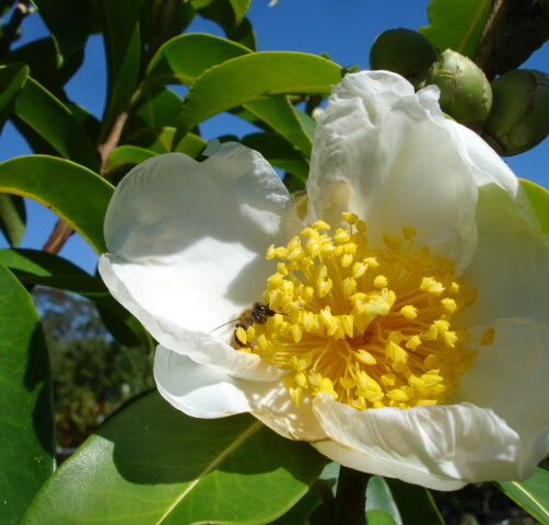 Gordonia yunnanensis Moonlight Magic