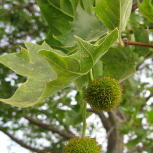 Platanus acerfolia