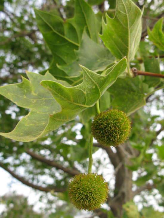 Platanus Acerfolia London Plane Tauranga Tree Co platanus-acerfolia-london-plane-tauranga-tree-co