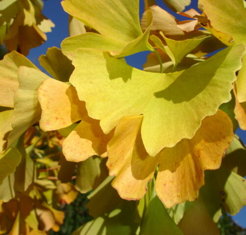 Ginkgo biloba Fastigata