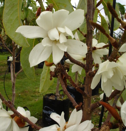 Michelia doltsopa Silver Cloud