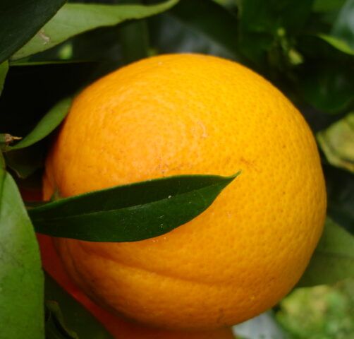 Citrus 'Navel orange'