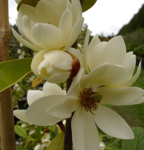 Michelia Fairy Cream