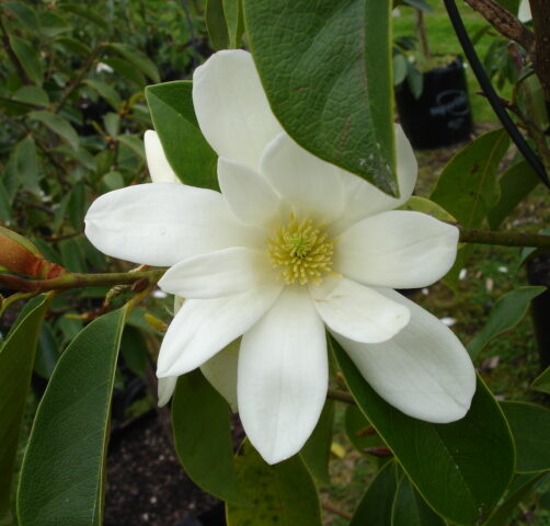 Michelia Fairy White