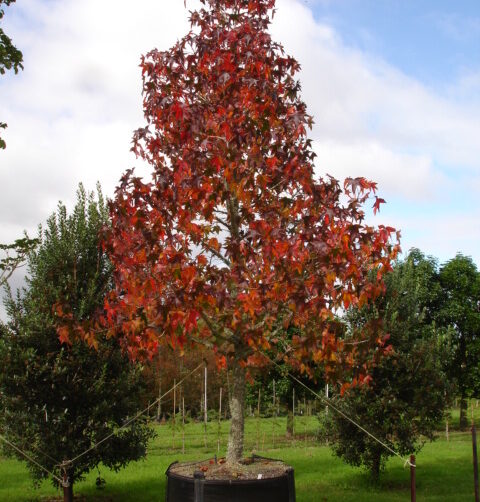 Deciduous