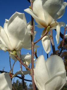 deciduous magnolia denudata