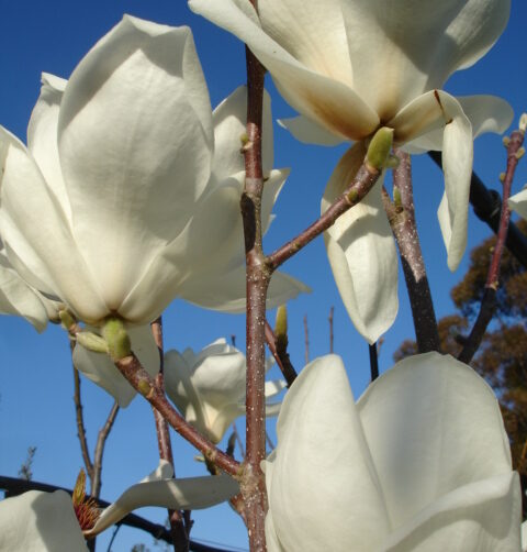 Magnolia Denudata